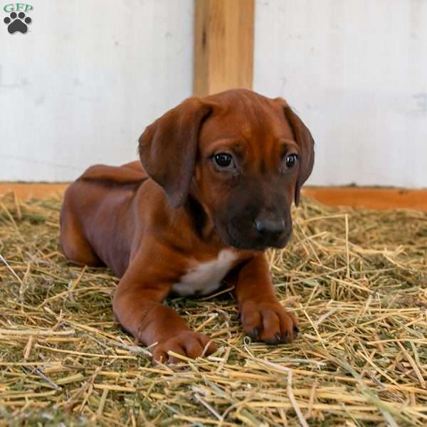 Luna, Rhodesian Ridgeback Puppy